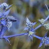 Eryngo - Eryngium triquetrum | Fotografijos autorius : Gintautas Steiblys | © Macronature.eu | Macro photography web site