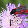 Esparcetinis marguolis - Zygaena loti | Fotografijos autorius : Vaida Paznekaitė | © Macrogamta.lt | Šis tinklapis priklauso bendruomenei kuri domisi makro fotografija ir fotografuoja gyvąjį makro pasaulį.