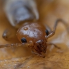 Common Earwig - Forficula auricularia, nymph | Fotografijos autorius : Žilvinas Pūtys | © Macronature.eu | Macro photography web site