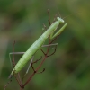 European Mantis - Mantis religiosa, nymph | Fotografijos autorius : Romas Ferenca | © Macronature.eu | Macro photography web site