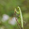 European Mantis - Mantis religiosa, nymph | Fotografijos autorius : Kazimieras Martinaitis | © Macronature.eu | Macro photography web site