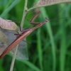 European Mantis - Mantis religiosa | Fotografijos autorius : Romas Ferenca | © Macronature.eu | Macro photography web site