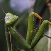 European Mantis - Mantis religiosa | Fotografijos autorius : Kazimieras Martinaitis | © Macronature.eu | Macro photography web site