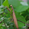 European Mantis - Mantis religiosa | Fotografijos autorius : Romas Ferenca | © Macronature.eu | Macro photography web site