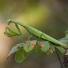 European Mantis - Mantis religiosa | Fotografijos autorius : Žilvinas Pūtys | © Macronature.eu | Macro photography web site