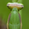 European Mantis - Mantis religiosa | Fotografijos autorius : Žilvinas Pūtys | © Macronature.eu | Macro photography web site