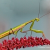 European Mantis - Mantis religiosa | Fotografijos autorius : Gediminas Gražulevičius | © Macronature.eu | Macro photography web site