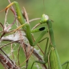 European Mantis - Mantis religiosa | Fotografijos autorius : Gintautas Steiblys | © Macronature.eu | Macro photography web site