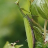 European Mantis - Mantis religiosa | Fotografijos autorius : Gintautas Steiblys | © Macronature.eu | Macro photography web site