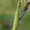 European Mantis - Mantis religiosa | Fotografijos autorius : Gintautas Steiblys | © Macronature.eu | Macro photography web site