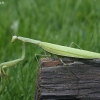 European Mantis - Mantis religiosa | Fotografijos autorius : Vytautas Gluoksnis | © Macronature.eu | Macro photography web site