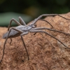 European Nursery Web spider - Pisaura mirabilis ♀ | Fotografijos autorius : Žilvinas Pūtys | © Macrogamta.lt | Šis tinklapis priklauso bendruomenei kuri domisi makro fotografija ir fotografuoja gyvąjį makro pasaulį.