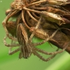 European Nursery Web spider - Pisaura mirabilis  | Fotografijos autorius : Vidas Brazauskas | © Macronature.eu | Macro photography web site