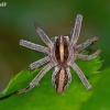 European Nursery Web spider - Pisaura mirabilis  | Fotografijos autorius : Gintautas Steiblys | © Macronature.eu | Macro photography web site