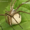 European Nursery Web spider - Pisaura mirabilis  | Fotografijos autorius : Gintautas Steiblys | © Macronature.eu | Macro photography web site