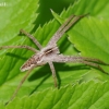 European Nursery Web spider - Pisaura mirabilis | Fotografijos autorius : Nomeda Vėlavičienė | © Macronature.eu | Macro photography web site