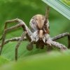 European Nursery Web spider - Pisaura mirabilis | Fotografijos autorius : Žilvinas Pūtys | © Macronature.eu | Macro photography web site