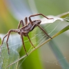 European Nursery Web spider - Pisaura mirabilis | Fotografijos autorius : Žilvinas Pūtys | © Macronature.eu | Macro photography web site