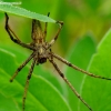 European Nursery Web spider - Pisaura mirabilis | Fotografijos autorius : Romas Ferenca | © Macronature.eu | Macro photography web site