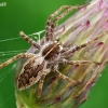 European Nursery Web spider - Pisaura mirabilis | Fotografijos autorius : Gintautas Steiblys | © Macronature.eu | Macro photography web site