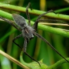 European Nursery Web spider - Pisaura mirabilis | Fotografijos autorius : Romas Ferenca | © Macronature.eu | Macro photography web site