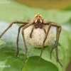 European Nursery Web spider - Pisaura mirabilis | Fotografijos autorius : Lukas Jonaitis | © Macronature.eu | Macro photography web site