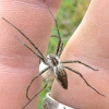 European Nursery Web spider - Pisaura mirabilis | Fotografijos autorius : Linas Mockus | © Macronature.eu | Macro photography web site