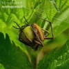 European Nursery Web spider - Pisaura mirabilis | Fotografijos autorius : Romas Ferenca | © Macronature.eu | Macro photography web site