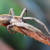 European Nursery Web spider - Pisaura mirabilis | Fotografijos autorius : Agnė Našlėnienė | © Macronature.eu | Macro photography web site