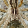 European Nursery Web spider - Pisaura mirabilis | Fotografijos autorius : Vidas Brazauskas | © Macronature.eu | Macro photography web site