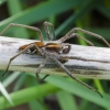 European Nursery Web spider - Pisaura mirabilis | Fotografijos autorius : Kazimieras Martinaitis | © Macronature.eu | Macro photography web site