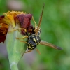 European Paper Wasp  - Polistes dominula | Fotografijos autorius : Romas Ferenca | © Macrogamta.lt | Šis tinklapis priklauso bendruomenei kuri domisi makro fotografija ir fotografuoja gyvąjį makro pasaulį.