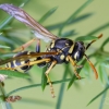 European Paper Wasp | Polistes dominula | Fotografijos autorius : Darius Baužys | © Macronature.eu | Macro photography web site