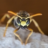 European Paper Wasp - Polistes domimula | Fotografijos autorius : Gediminas Gražulevičius | © Macronature.eu | Macro photography web site