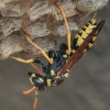 European Paper Wasp - Polistes dominula | Fotografijos autorius : Gintautas Steiblys | © Macronature.eu | Macro photography web site