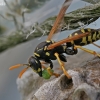 European Paper Wasp - Polistes dominula | Fotografijos autorius : Gintautas Steiblys | © Macronature.eu | Macro photography web site