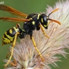 European Paper Wasp - Polistes dominula | Fotografijos autorius : Gintautas Steiblys | © Macronature.eu | Macro photography web site