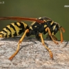 European Paper Wasp - Polistes dominula | Fotografijos autorius : Gintautas Steiblys | © Macronature.eu | Macro photography web site