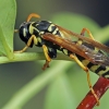 European Paper Wasp - Polistes dominula | Fotografijos autorius : Gintautas Steiblys | © Macronature.eu | Macro photography web site