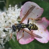 European Paper Wasp - Polistes dominula | Fotografijos autorius : Vytautas Gluoksnis | © Macronature.eu | Macro photography web site