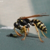 European Paper Wasp - Polistes dominula | Fotografijos autorius : Vytautas Gluoksnis | © Macronature.eu | Macro photography web site