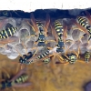 European Paper Wasp - Polistes dominula | Fotografijos autorius : Romas Ferenca | © Macronature.eu | Macro photography web site