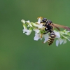 European Paper Wasp - Polistes dominula | Fotografijos autorius : Zita Gasiūnaitė | © Macronature.eu | Macro photography web site