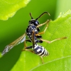 European Paper Wasp - Polistes dominula | Fotografijos autorius : Darius Baužys | © Macronature.eu | Macro photography web site