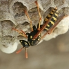 European Paper Wasp - Polistes dominula | Fotografijos autorius : Gintautas Steiblys | © Macronature.eu | Macro photography web site