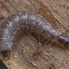 European Red-bellied Clerid - Thanasimus formicarius, larva | Fotografijos autorius : Žilvinas Pūtys | © Macronature.eu | Macro photography web site