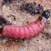 European Red-bellied clerid - Thanasimus formicarius, larva | Fotografijos autorius : Gintautas Steiblys | © Macronature.eu | Macro photography web site