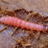 European Red-bellied clerid - Thanasimus formicarius, larva | Fotografijos autorius : Romas Ferenca | © Macronature.eu | Macro photography web site