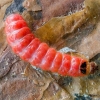 European Red-bellied clerid, larva | Fotografijos autorius : Darius Baužys | © Macronature.eu | Macro photography web site