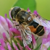 European drone fly - Eristalis arbustorum | Fotografijos autorius : Gintautas Steiblys | © Macronature.eu | Macro photography web site